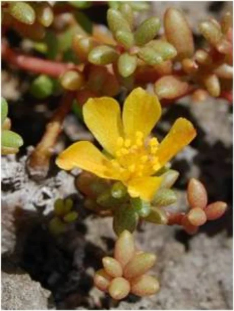 オキナワマツバボダン