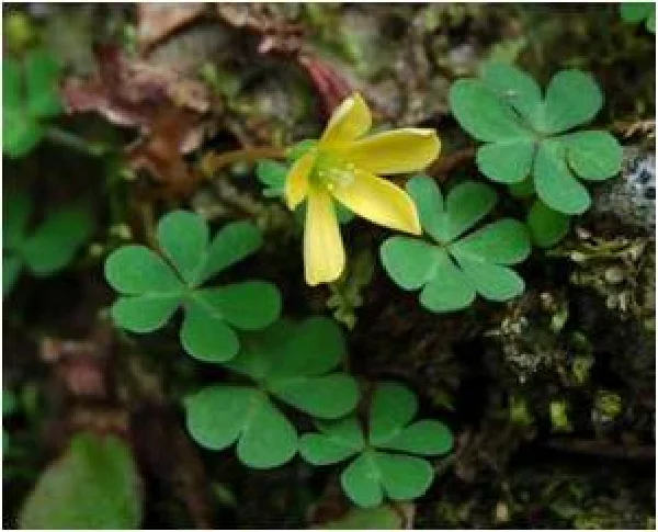 アマミカタバミ