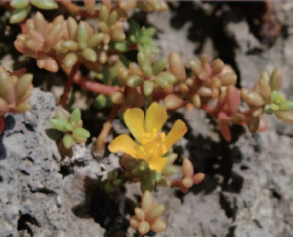 オキナワマツバボダン_ヒユ科