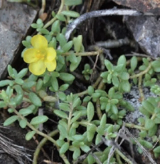 奄美群島産_アマミマツバボタン