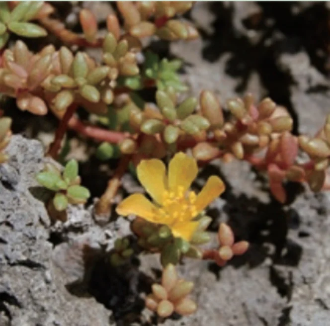 沖縄群島産_オキナワマツバボダン