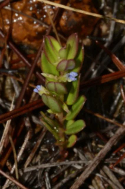 シンチクヒメハギ