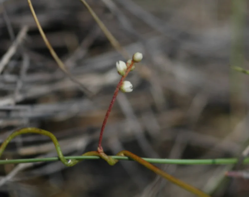 イトスナヅル_クスノキ科
