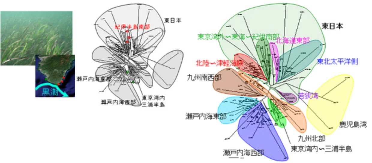 アマモ_移動_図