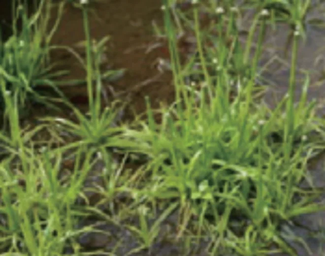 コシガヤホシクサ