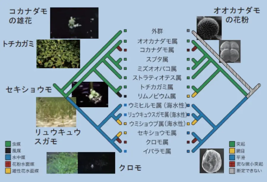 水草は水環境へどのように適応しているのか？ | 国立科学博物館