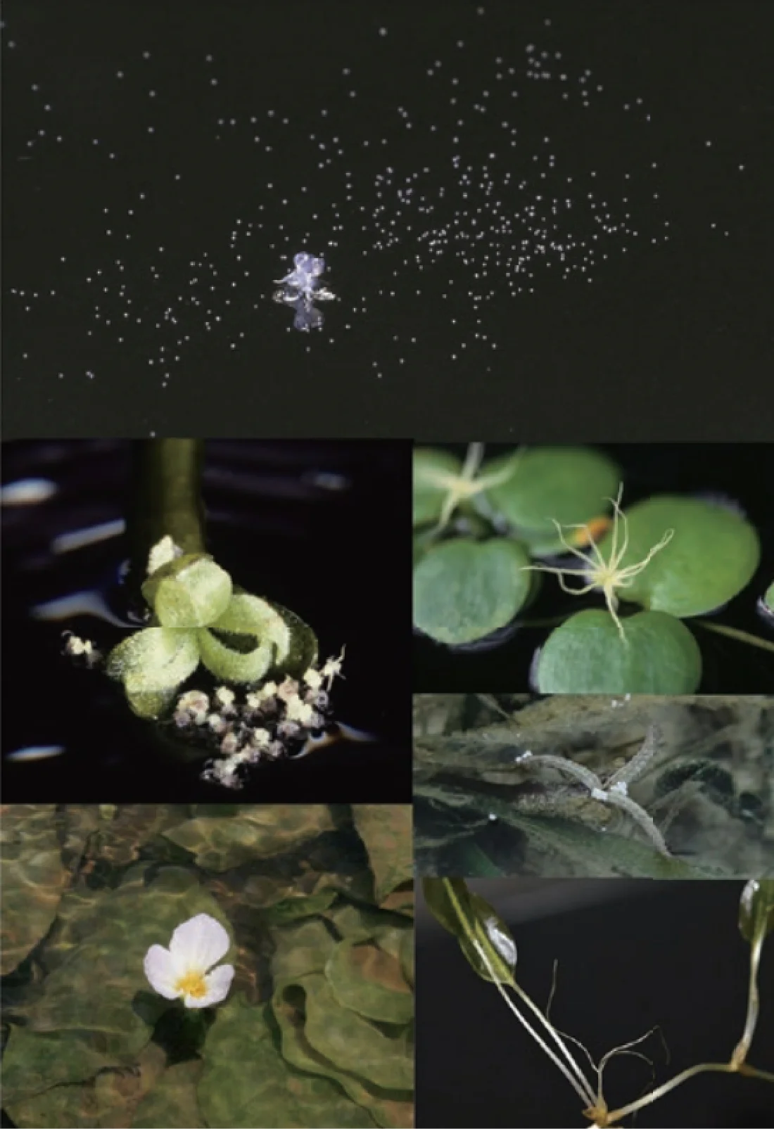 様々な水草の花とクロモ花粉