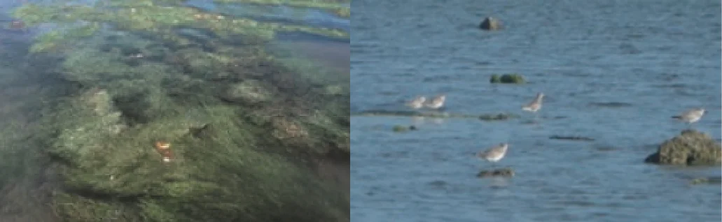 シギ類とカワツルモ