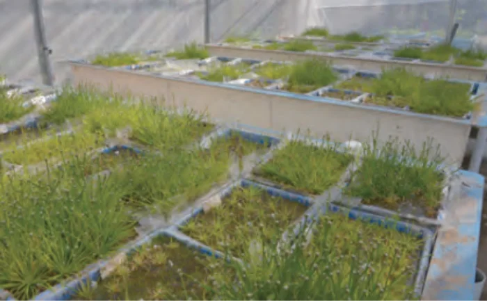 野生復帰地_生育実験