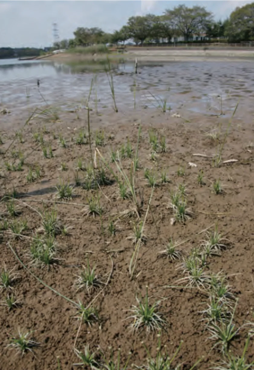 野生復帰地_コシガヤホシクサ