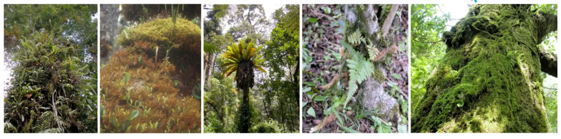 着生植物_写真5連