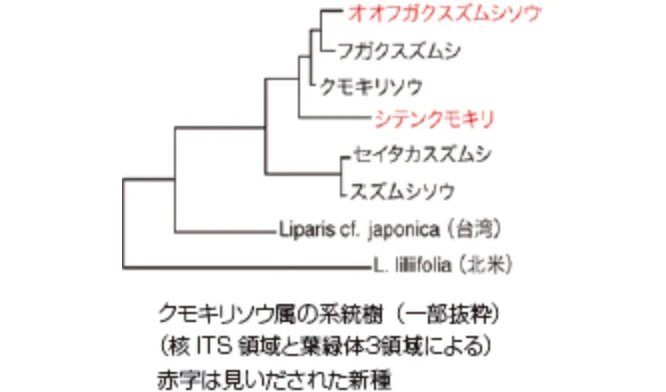 クモキリソウ属の系統樹