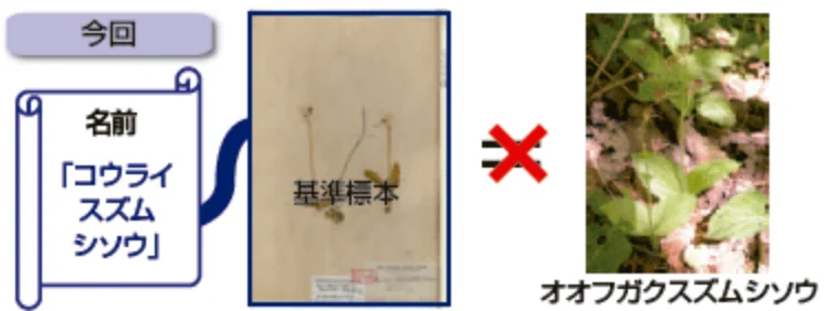 コウライ≠オオフガク