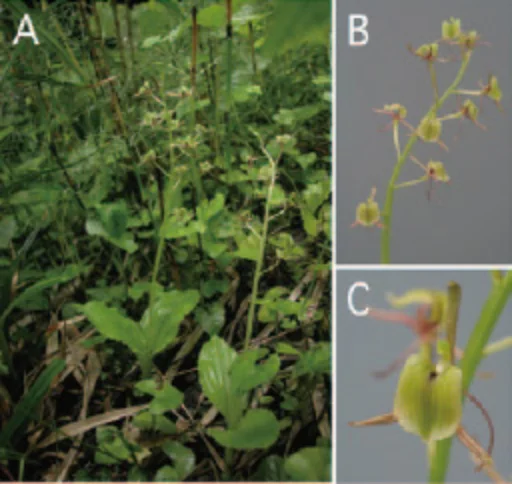 新種シテンクモキリ