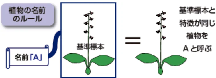 植物名前のルール