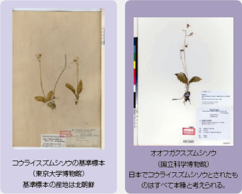 コウライスズムシソウとオオフガクスズムシソウ