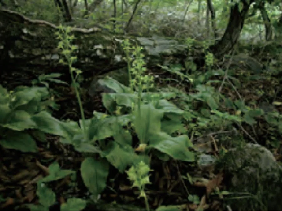 地上でくらすクモキリソウ