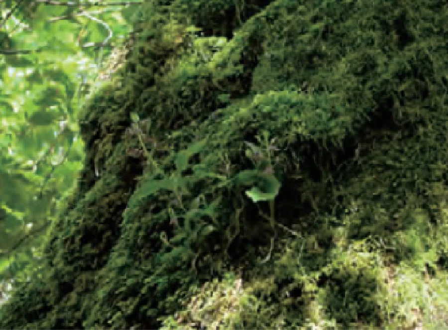 木の上でくらすフガクスズムシソウ