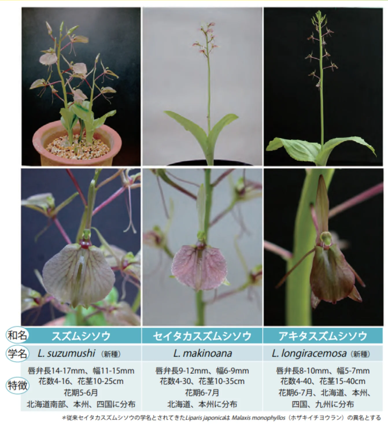 3タイプ_スズムシソウ