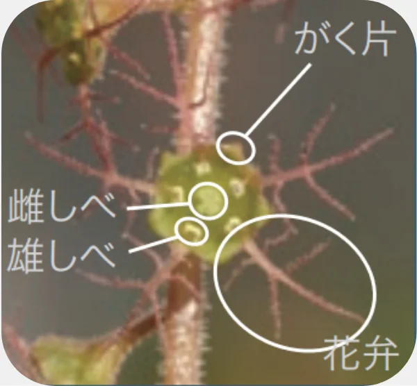 オオチャルメルソウの花のつくり