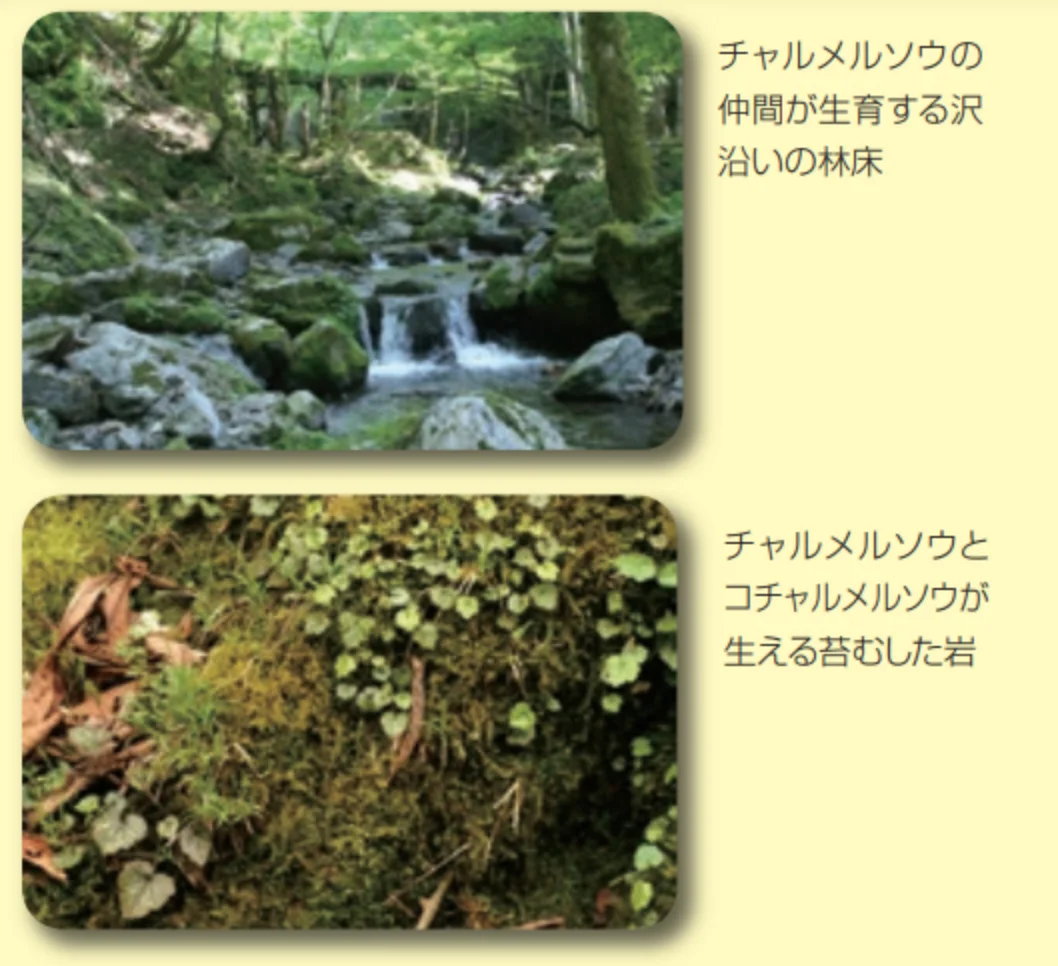 チャルメルソウが育つ環境