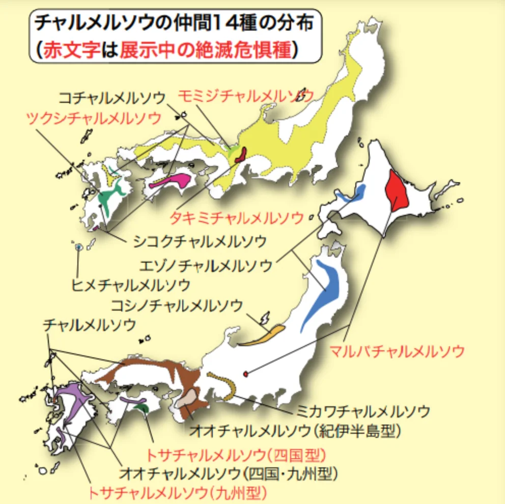 チャルメルソウの分布