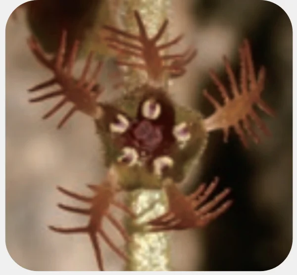 ミカワチャルメルソウの花のつくり