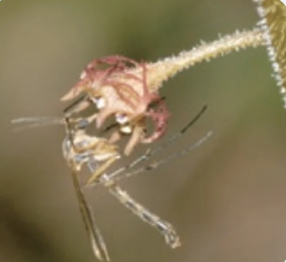ミカドシギキノコバエ
