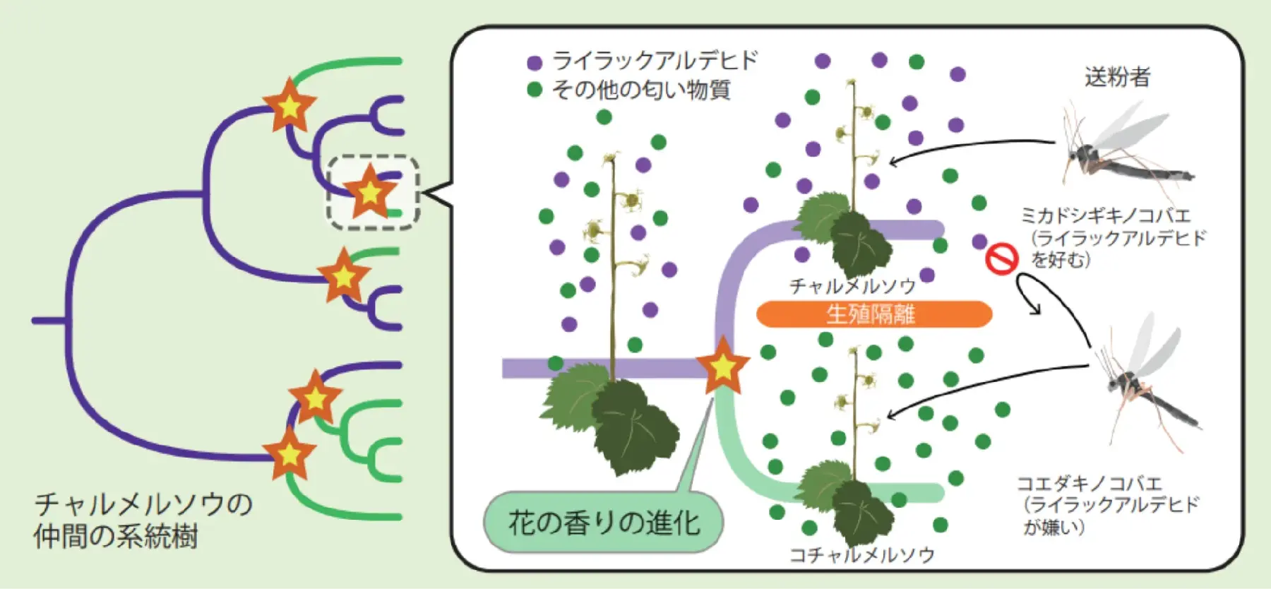 チャメルソウの仲間の系統