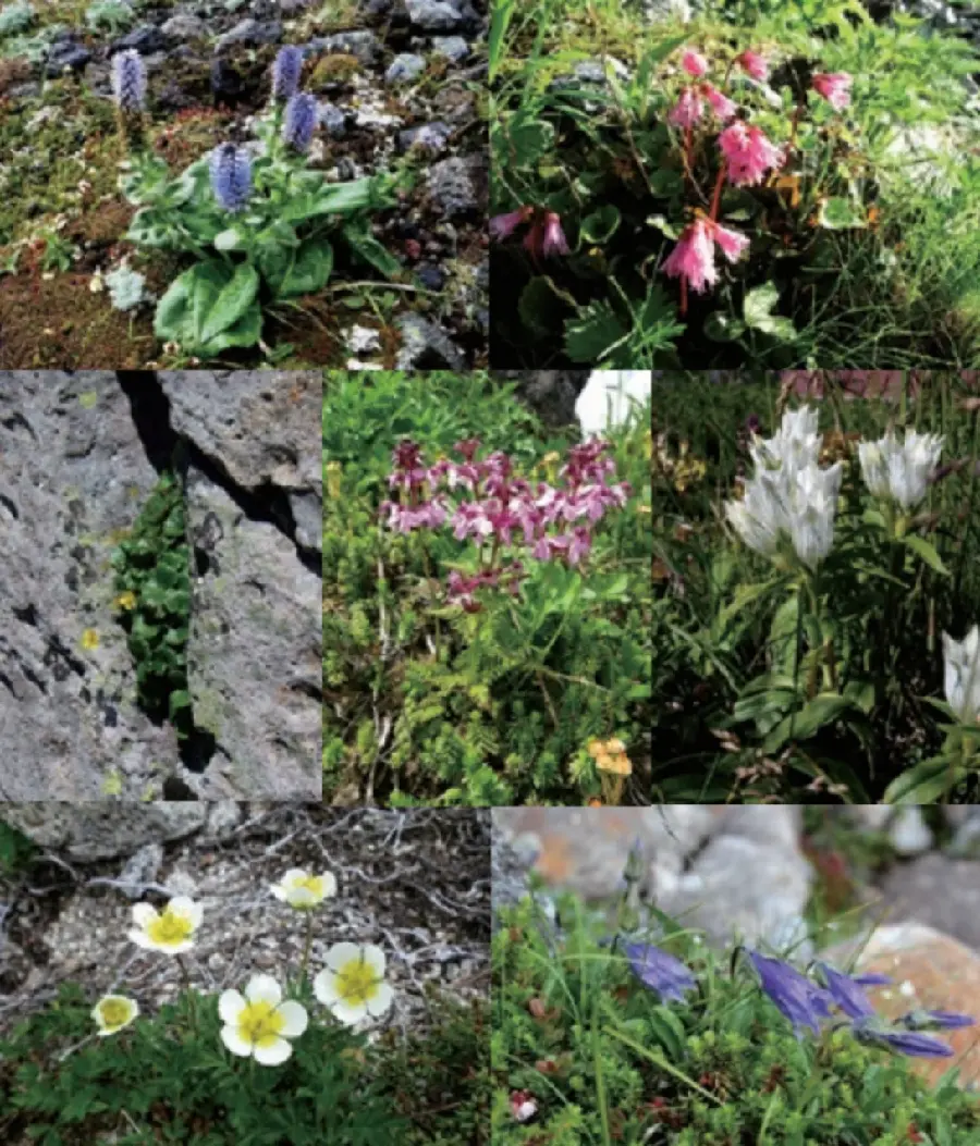 【中古】高山植物学 ?高山環境と植物の総合科学? 生物の科学 遺伝 2025年7月発行号(Vol.79‐No.4): 高山植物学の最前線