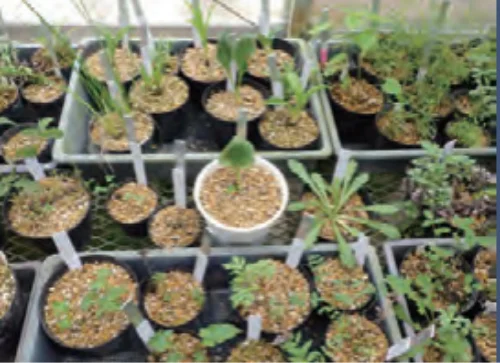 植物園内_高山植物