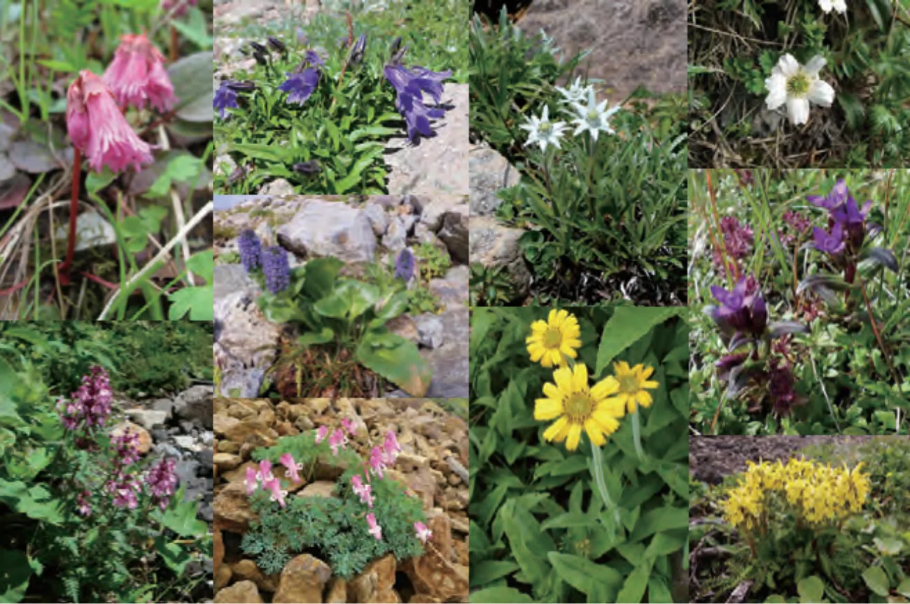 多種多様な高山植物の例