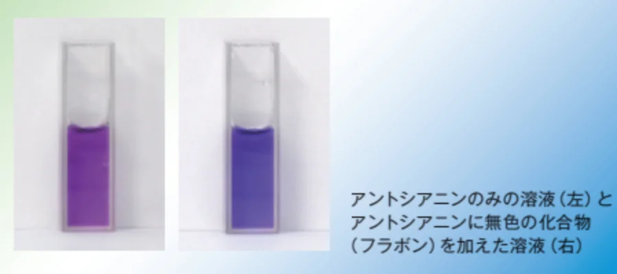 アントシアニンの化合物とフラボンを加えた化合物の色の違い
