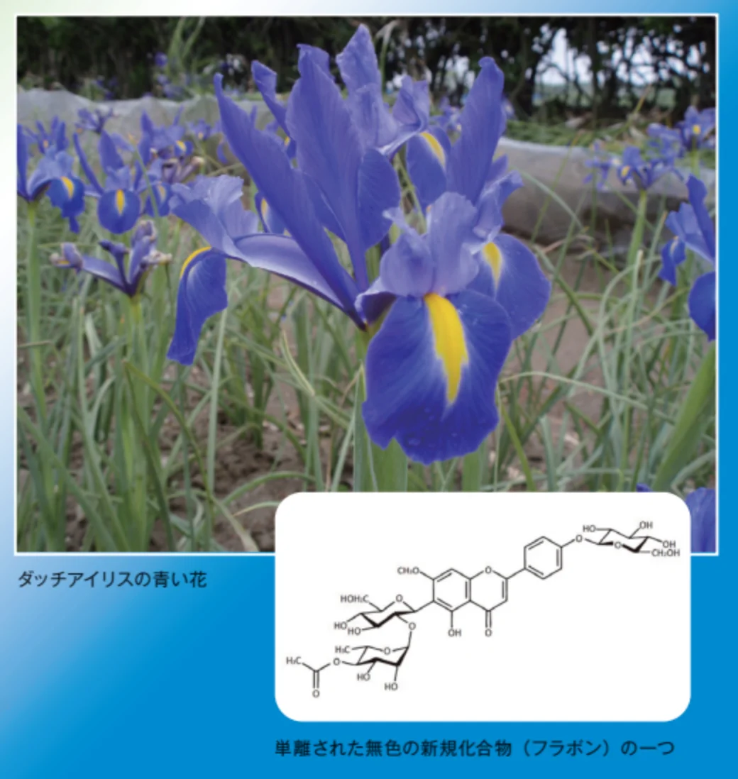 ダッチリスと、新規化合物の一つ