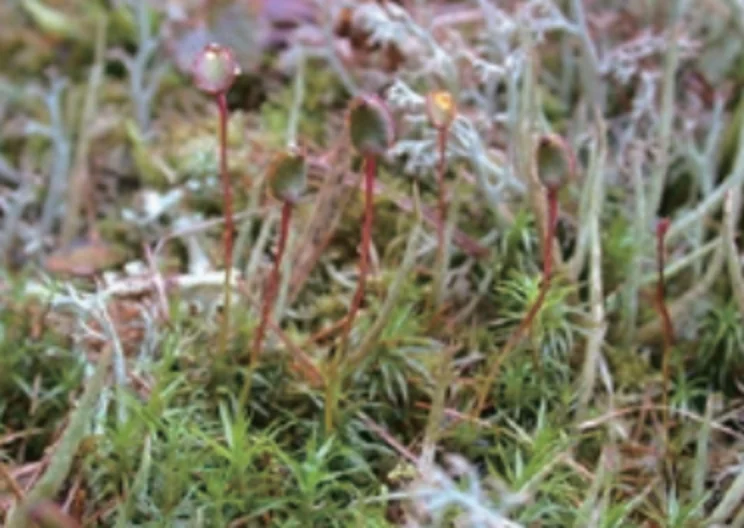 Lyellia aspera．Lyellia