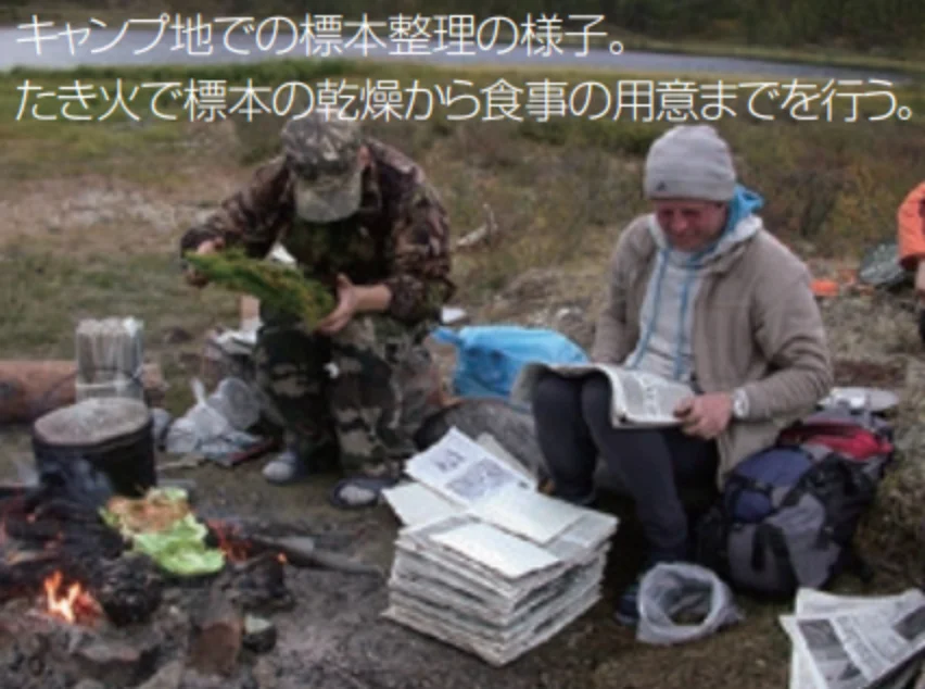 キャンプ地での標本整理