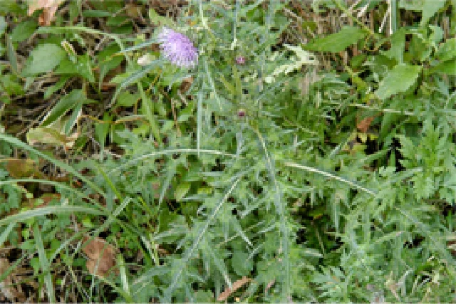 ウンゼンアザミ