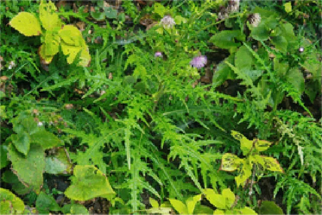 ワニツカアザミ