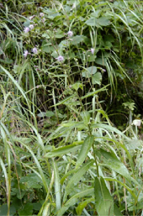 アミガサキアザミ