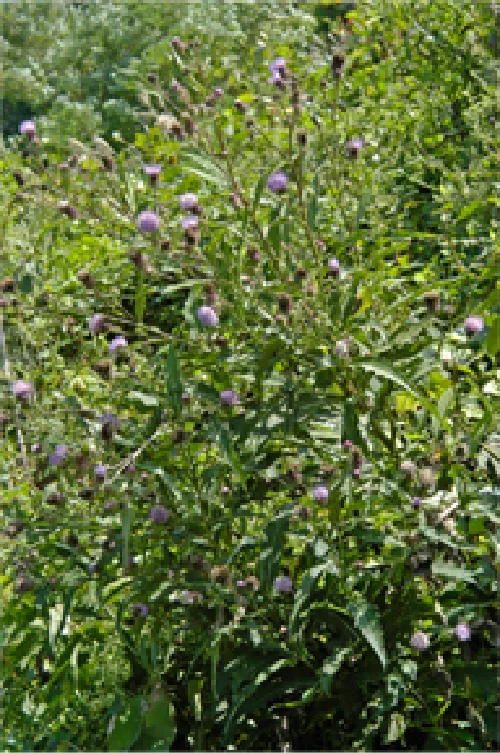 リョウウアザミ