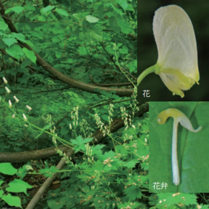 エゾレイジンソウ