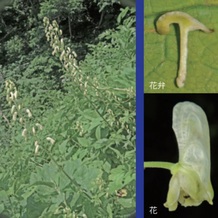 オシマレイジンソウ