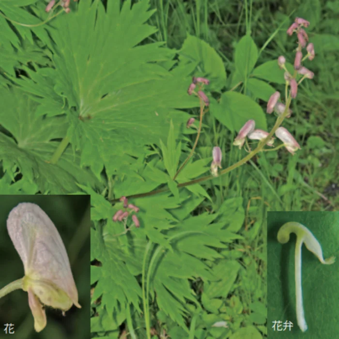 ニセコレイジンソウ