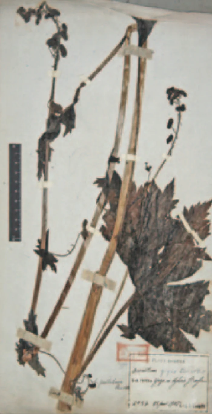 エゾレイジンソウのタイプ標本