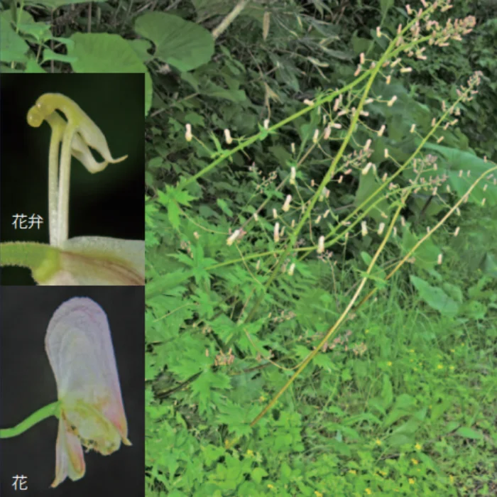 ハゴロモレイジンソウ