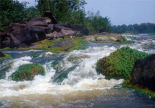 エセキボ川（ガイアナ）