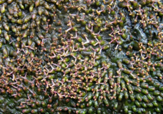 カワゴケソウ_根