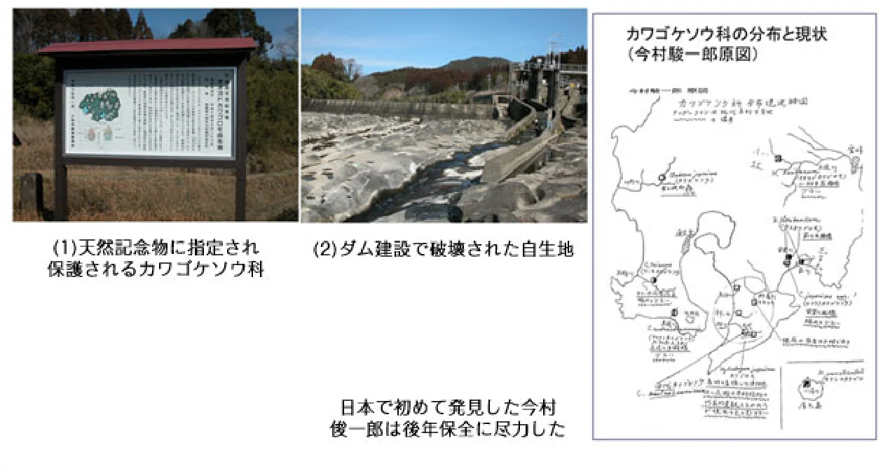 カワゴケソウの保護