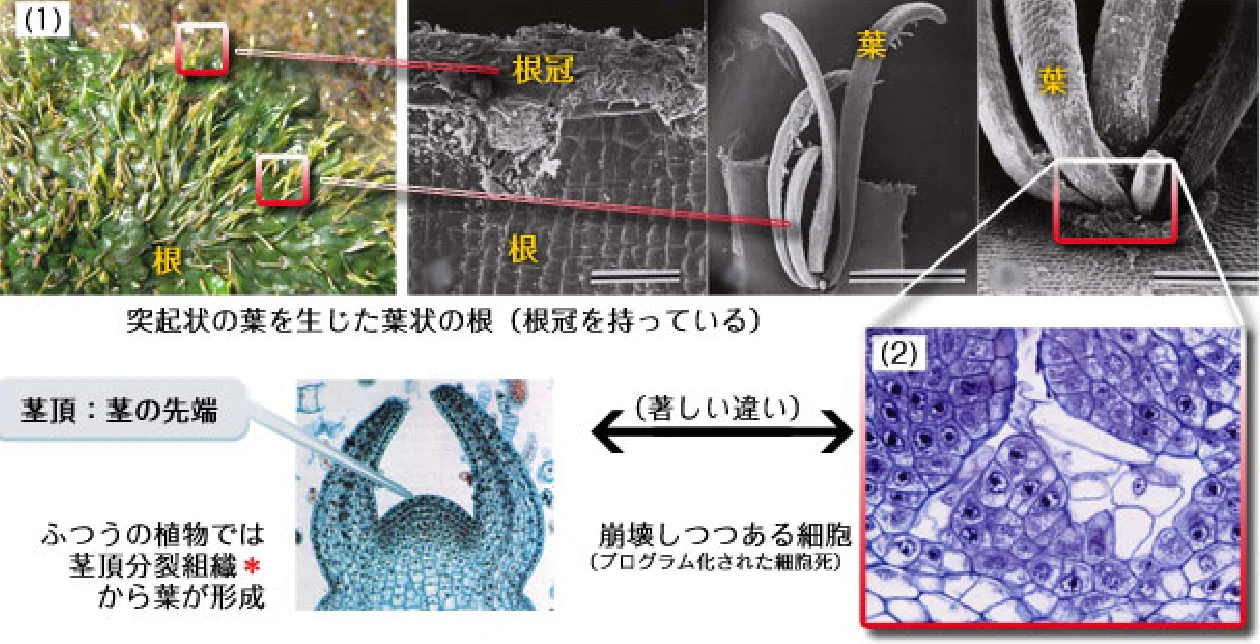 コケのような姿
