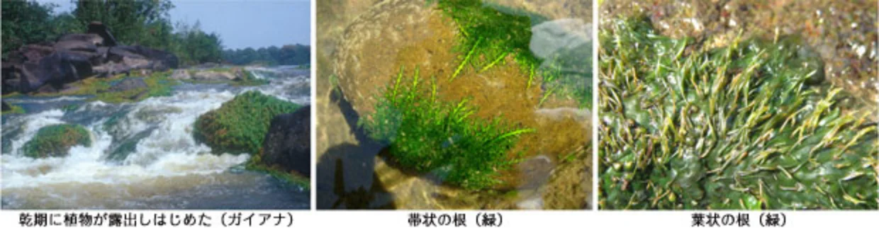 カワゴケソウ科の特徴